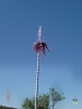 01.05.2011 KGV Aue Maibaum aufstellen