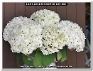 Bild 006