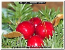  06.12.2025 Adventsfeier KGV